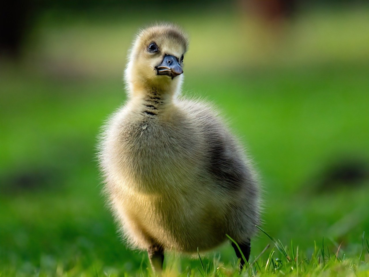 La spada di cristallo